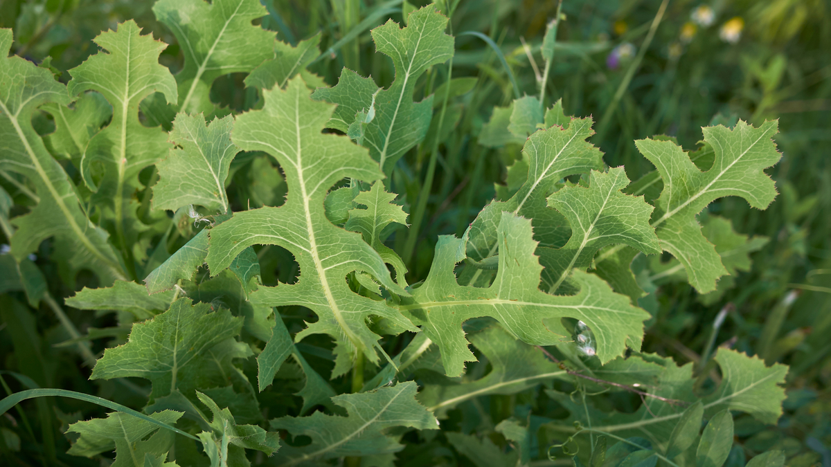 The Wild Side of Lettuce