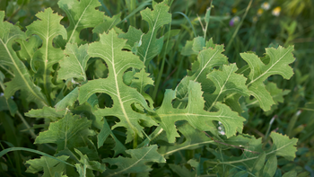 The Wild Side of Lettuce