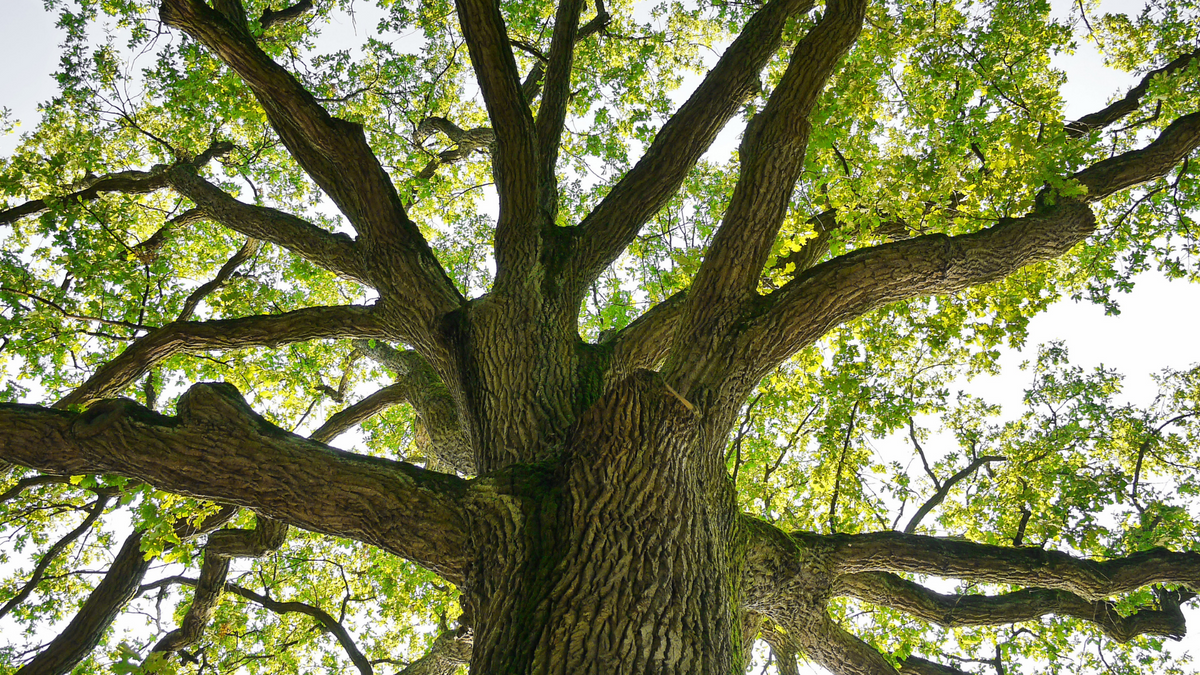 The Mighty Oak