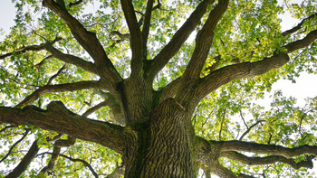The Mighty Oak
