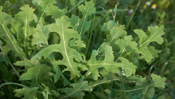 The Wild Side of Lettuce