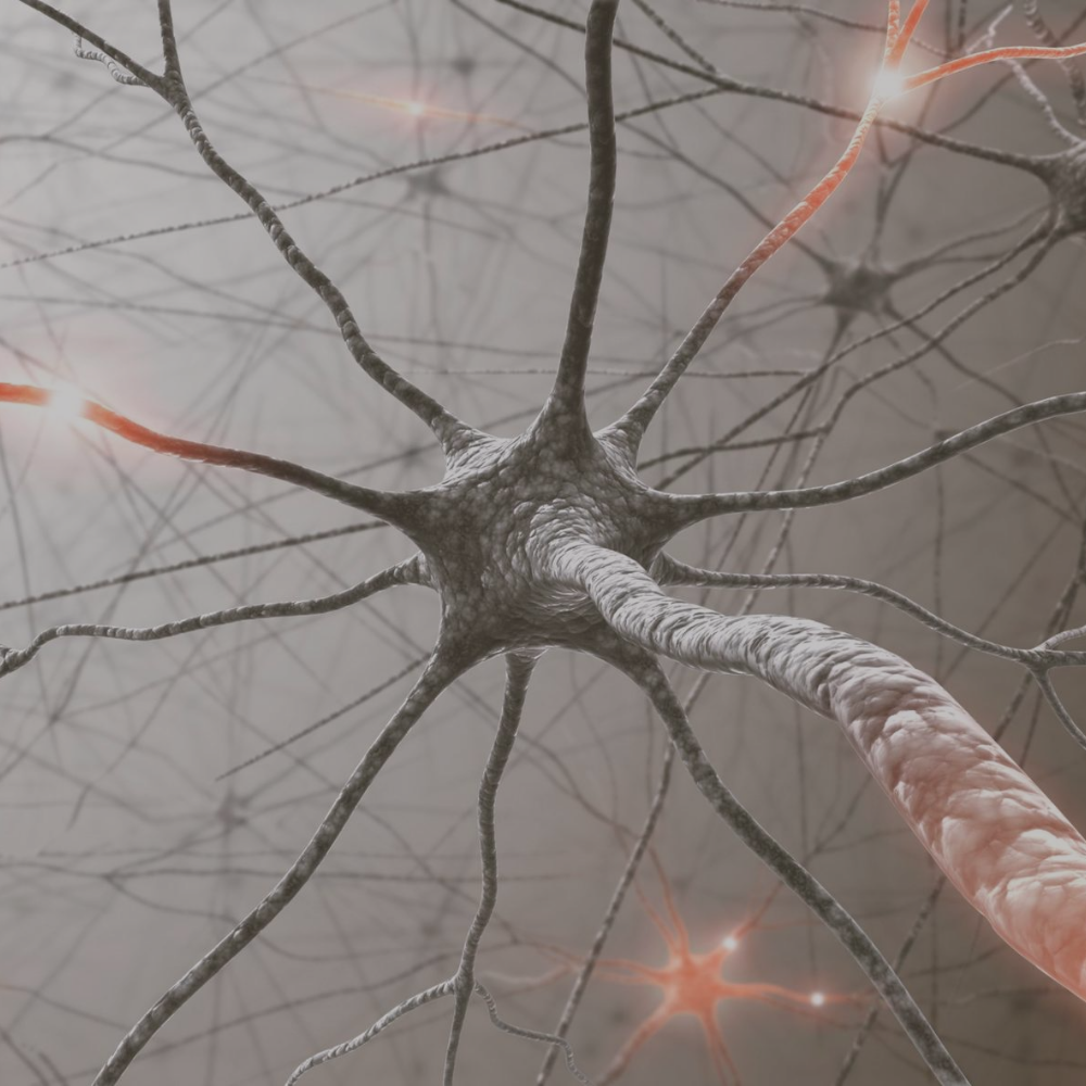 Understanding Your Nervous System