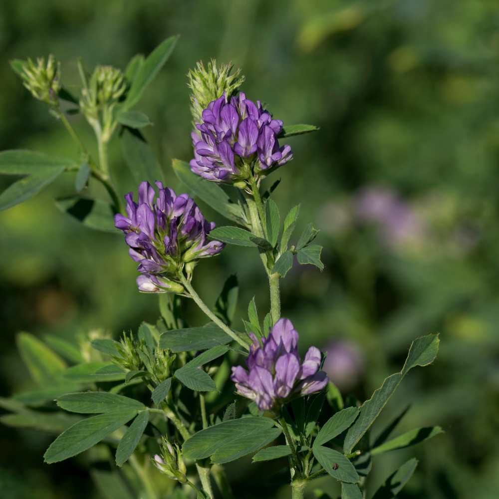 Alfalfa: The King of Herbs