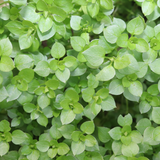 Chickweed
