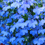 Lobelia