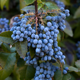 Oregon Grape