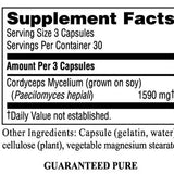 Cordyceps