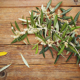 Olive Leaf Extract Concentrate