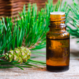 Pine Needle
