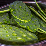 Nopal
