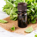 Oregano, Wild