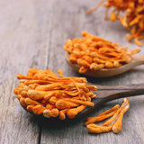 Cordyceps