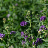 Alfalfa