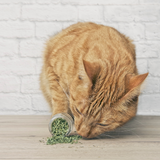 Catnip
