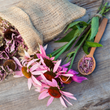 Echinacea Purpurea
