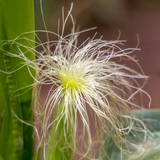 Cornsilk