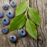 Bilberry Fruit