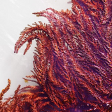 Dulse Liquid