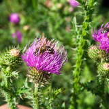 Blessed Thistle