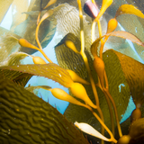 Kelp