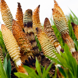 Horsetail