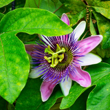 Passion Flower