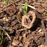 Black Walnut