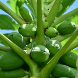 Paw Paw Cell-Reg™