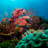 Nature’s Sea Calcium